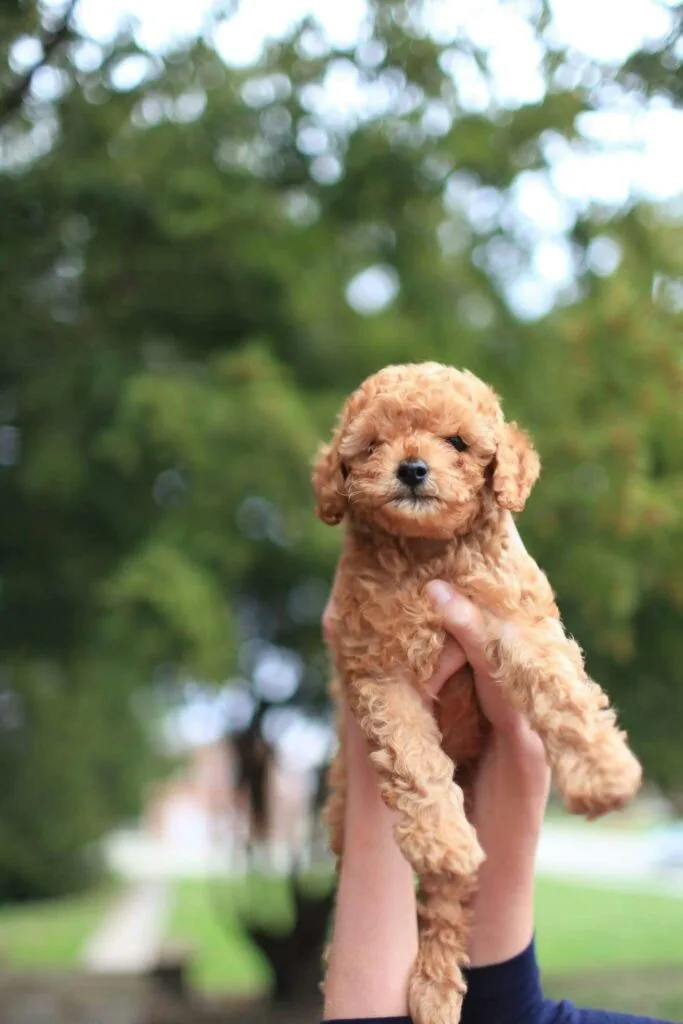 Cute poodle puppy lifted by hands against a green outdoor backdrop, exuding joy and playfulness.